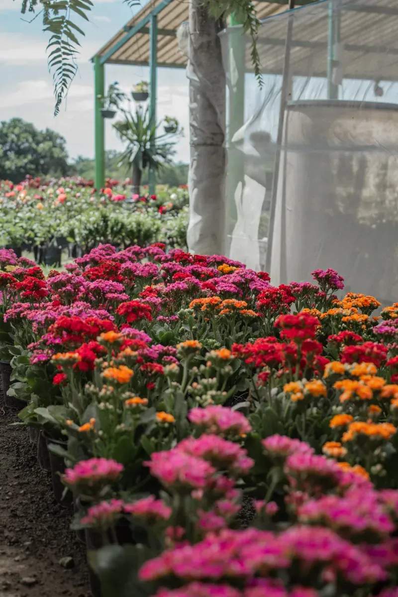 Vivero Mediterráneo Verde work reference