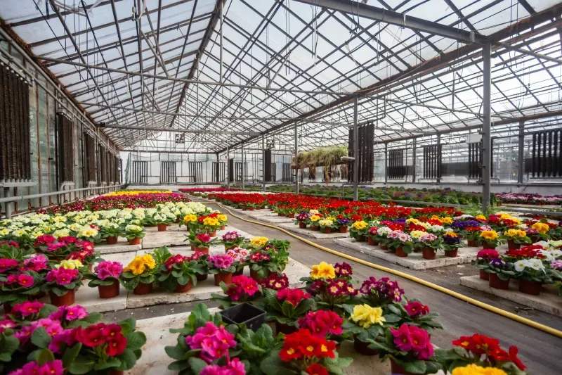Venta de plantas ornamentales y de interior